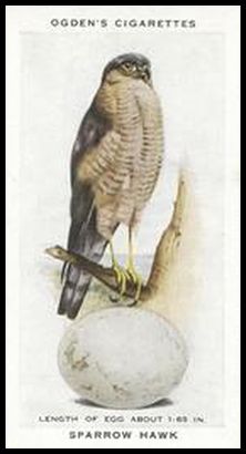 39 Sparrow Hawk